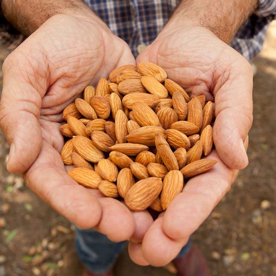 Farmer holding fresh almonds